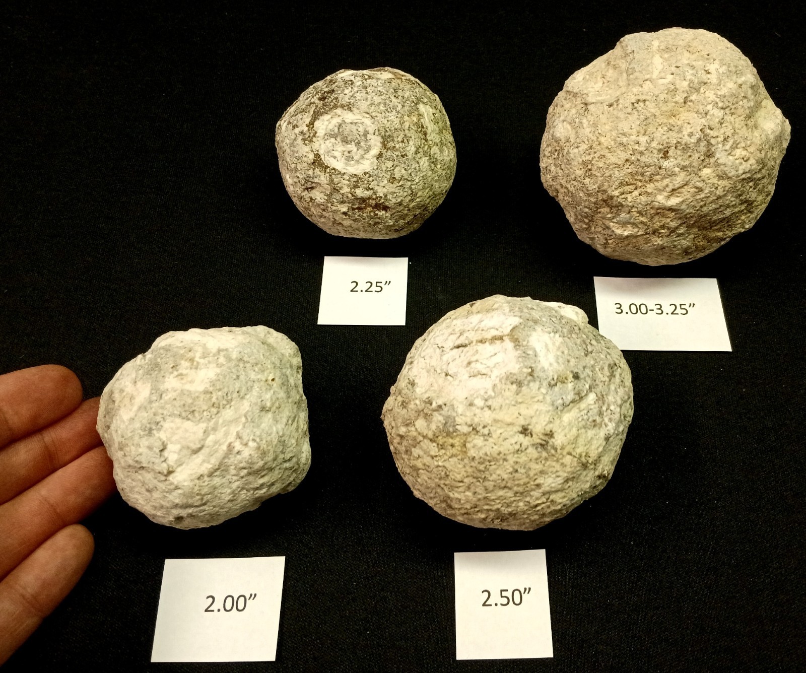 Whole Guaranteed Hollow Colorful Mexican Coconut Choyas Geodes, Mine Direct!