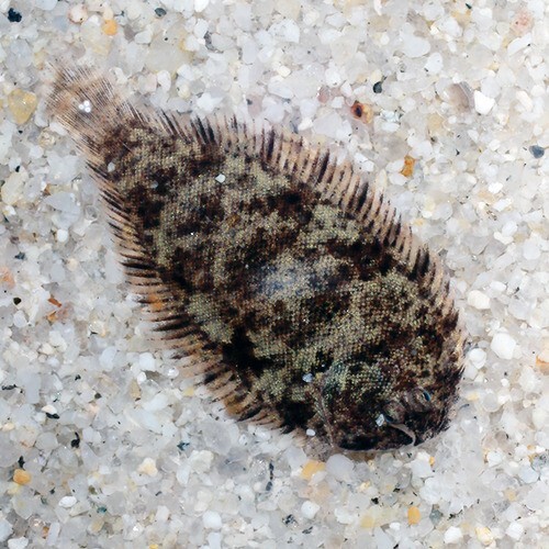 Pack 5 Freshwater Flounder 1 Inch (Achirus fasciatus) Live Fish FREE SHIPPING