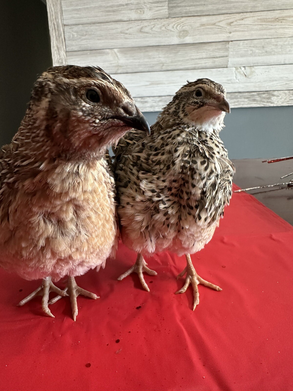 24 Coturnix Quail Fertile Hatching Eggs, NPIP Certified Game Farm