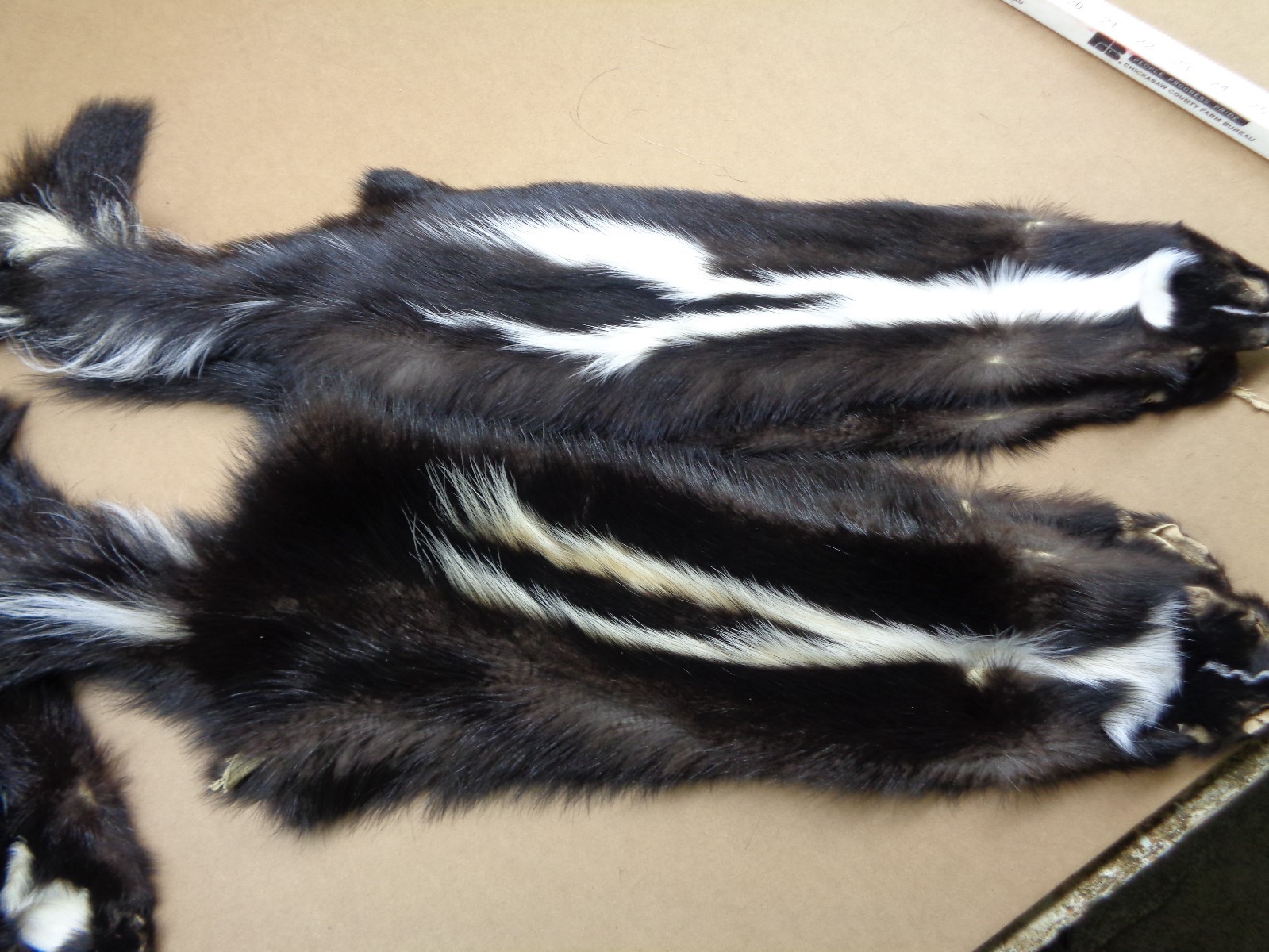 Professionally Tanned V Stripe Skunk hide/skin/fur/gag gift/prank/Harley gear
