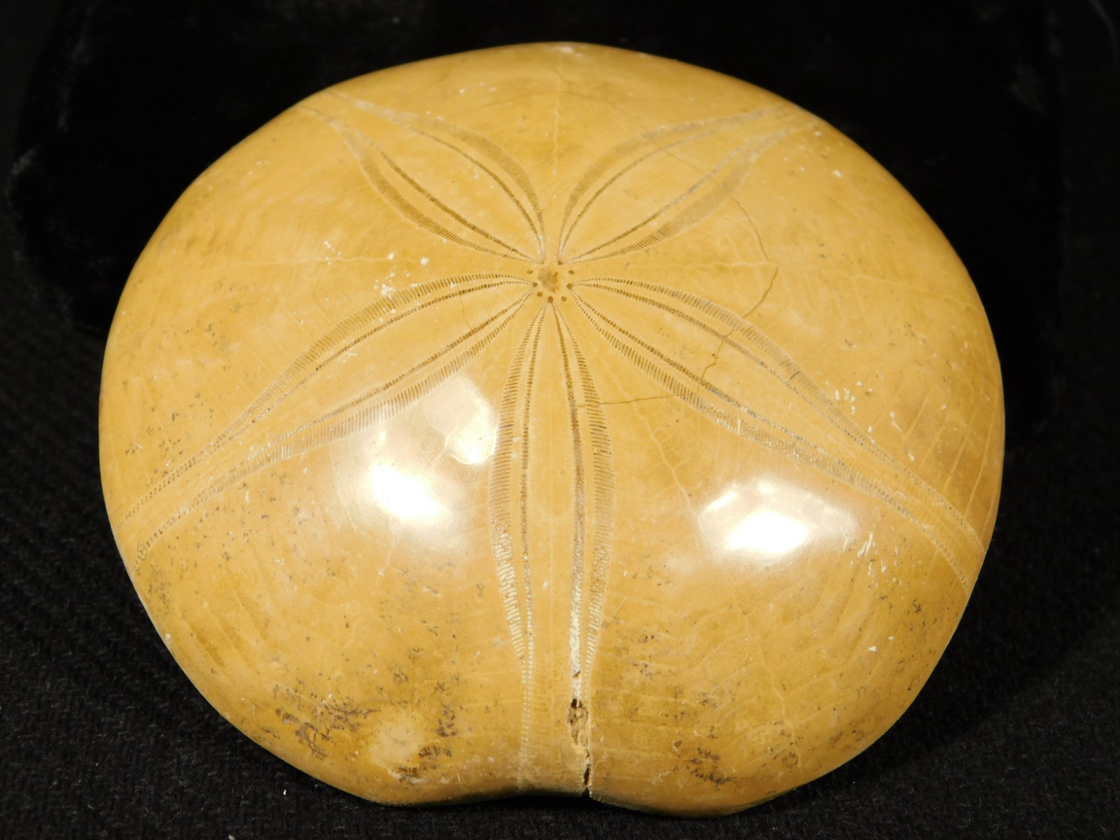 Big! Polished 150 Million Year Old! SAND DOLLAR Fossil Madagascar 200gr
