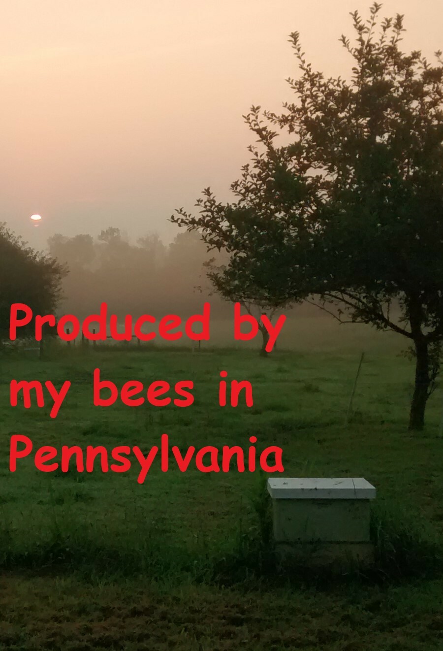 RAW Japanese Knotweed HONEY 100% Pure & natural