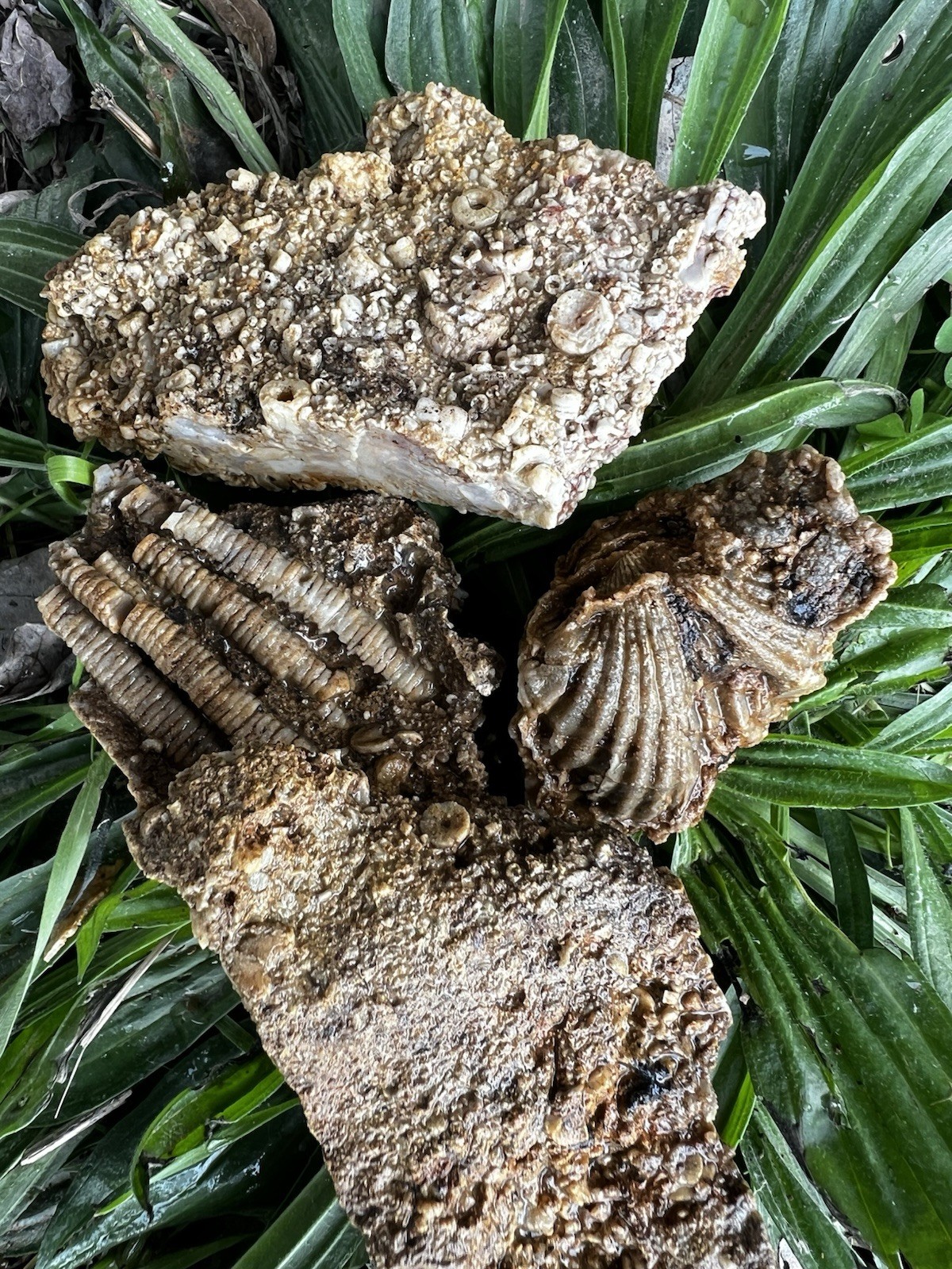 Crinoid Fossils Box FULL Fort Payne Formation TN Mississipian Period