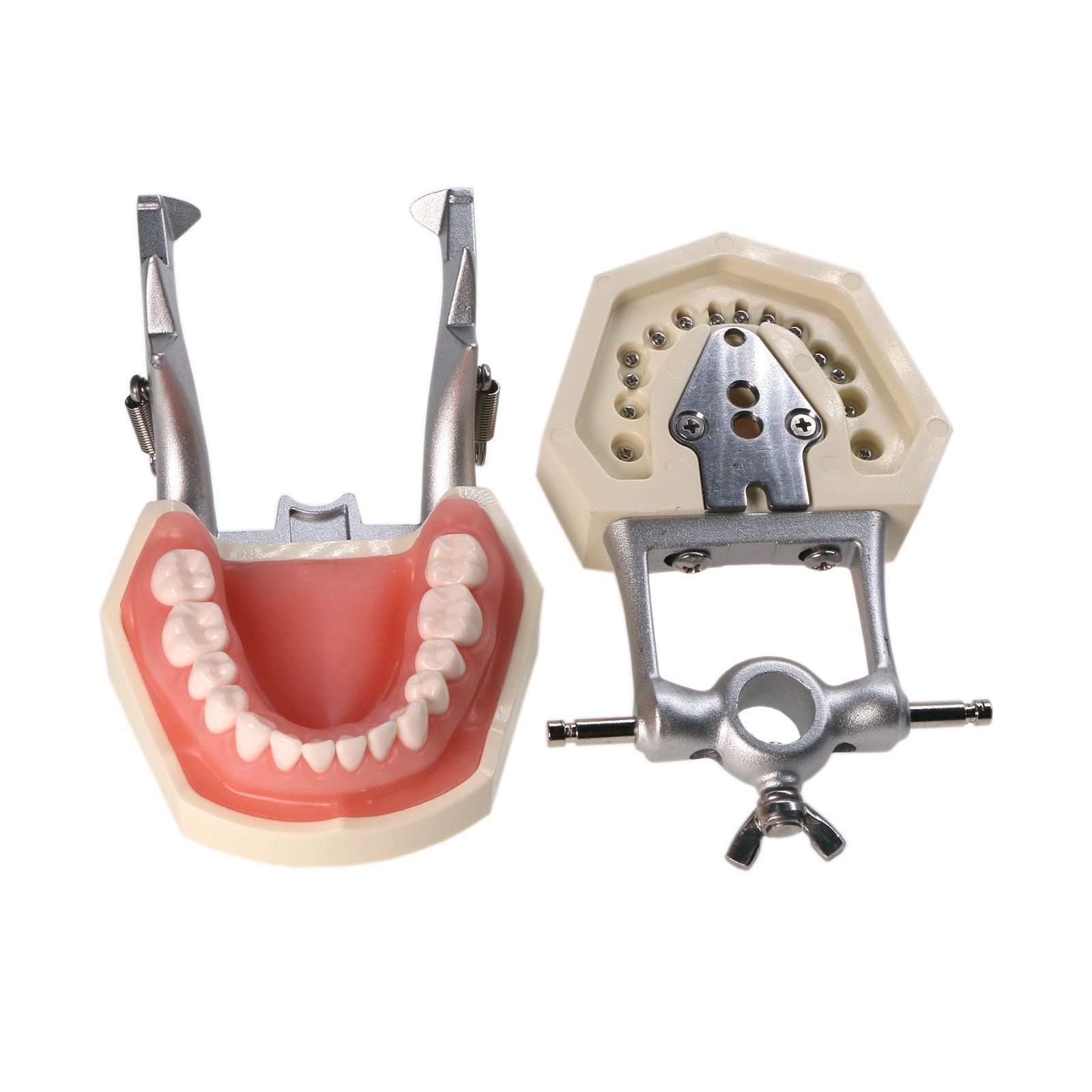 US For Kilgore Nissin 200 Columbia Type Dental Typodont Model With Mounting Pole