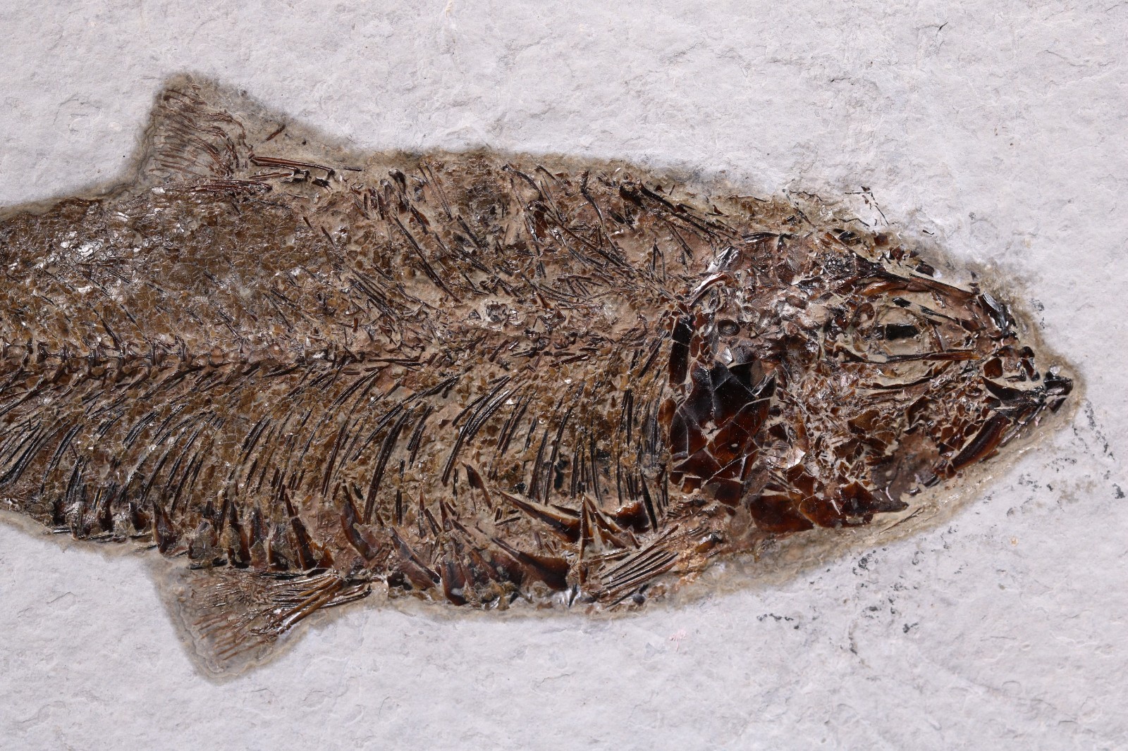 5" Knightia eocaena Fossil Fish Fossil Lake Green River Fm Wyoming WY COA 11853