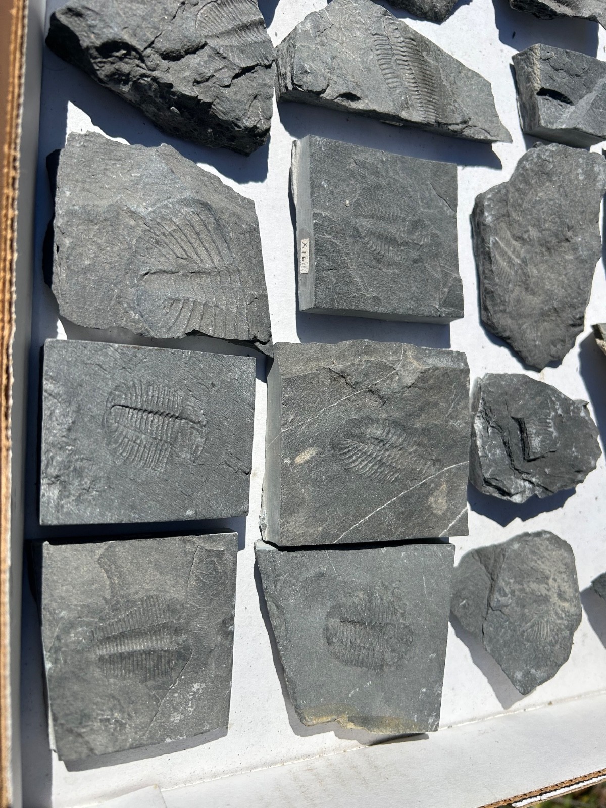 Washington Fossil Trilobites HUGE LOT Ogygopsis etc Metaline fm Bug in Matrix