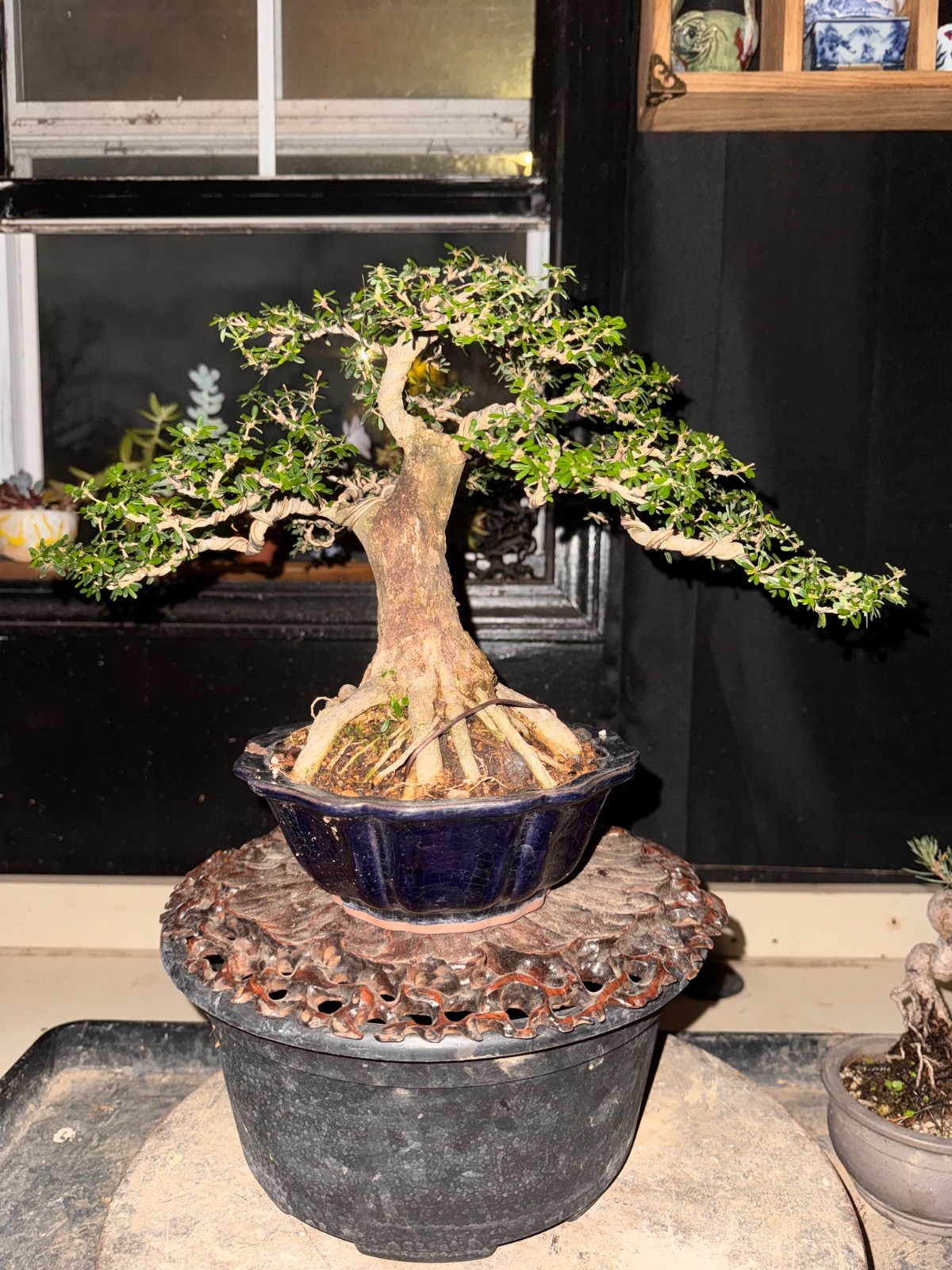 Desmodium, Vietnamese Blue Bell. Flowers Bonsai, Fragrant.