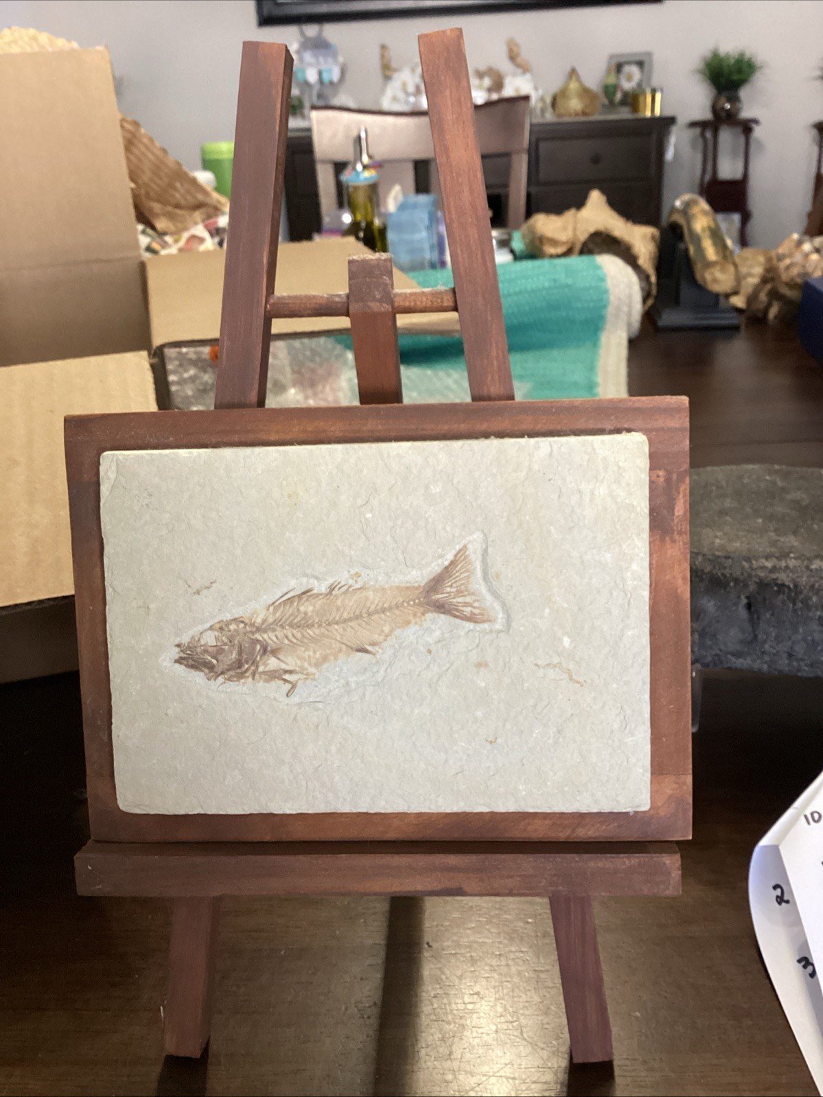 EXTREMELY RARE Fossil Fish EOHIODON HIODON FALCATUS Green River Fish 7x5