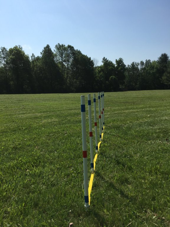 Dog Agility Equipment Premium Quality Starter Set for beginners! ⭐⭐⭐⭐⭐