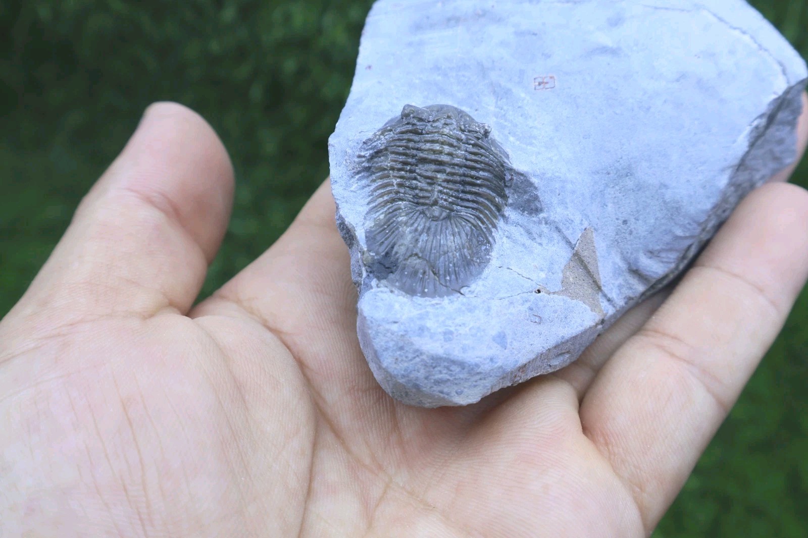 Rare Trilobite Scabriscutellum Trilobite Fossil Devonian Trilobite From Morocco