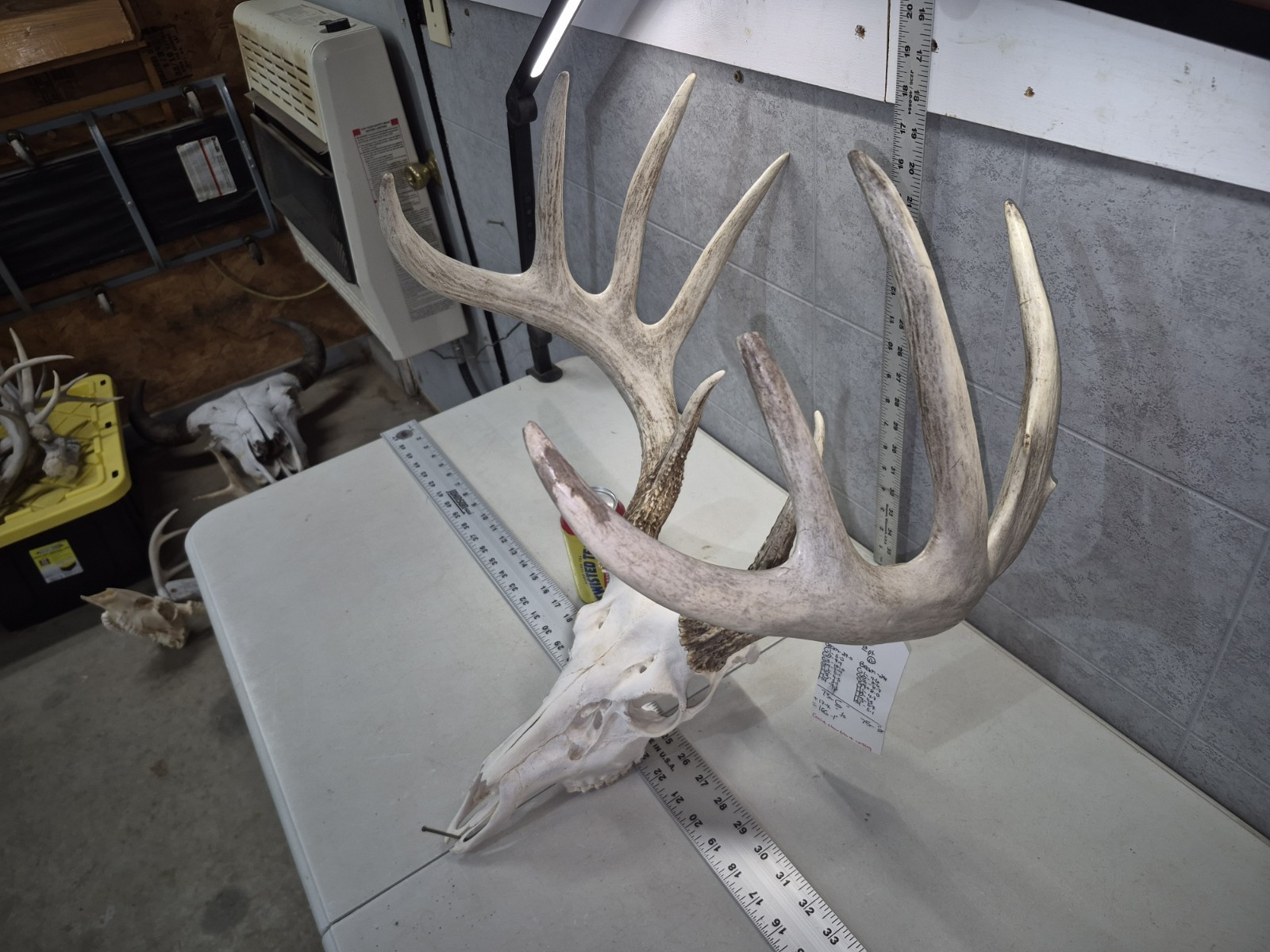 HUGE Wild 10pt 166" Whitetail Deer Skull European Decor Man Cave Taxidermy Buck