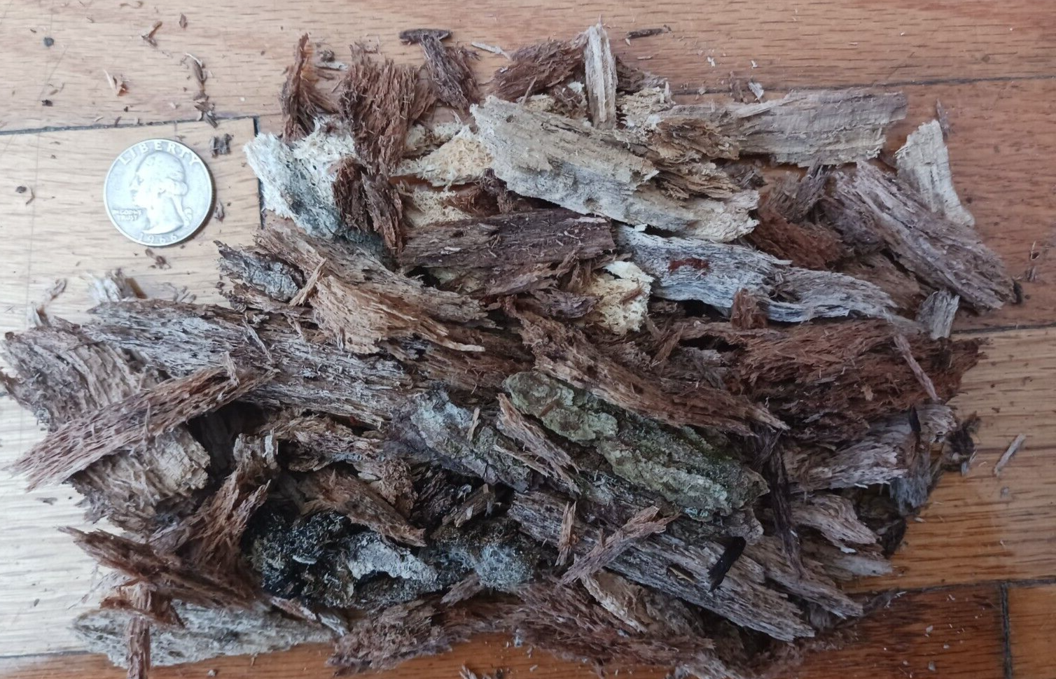 Rotting Wood Isopod, Springtails, Beetle, Millipede substrate 100+ CUBIC INCHES