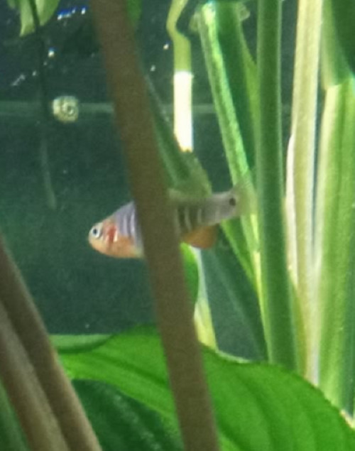 (6) Emerald Dwarf Rasbora HIGH QUALITY - Pennsylvania Bred