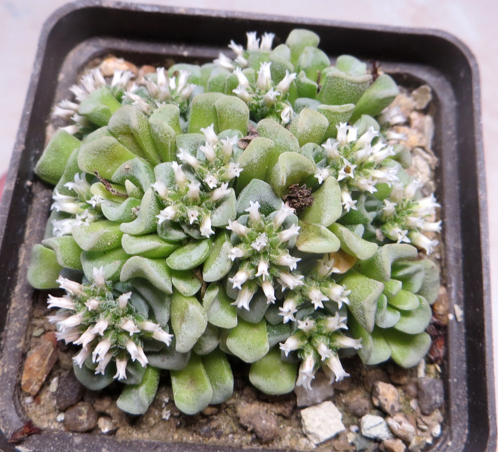 crassula celia
