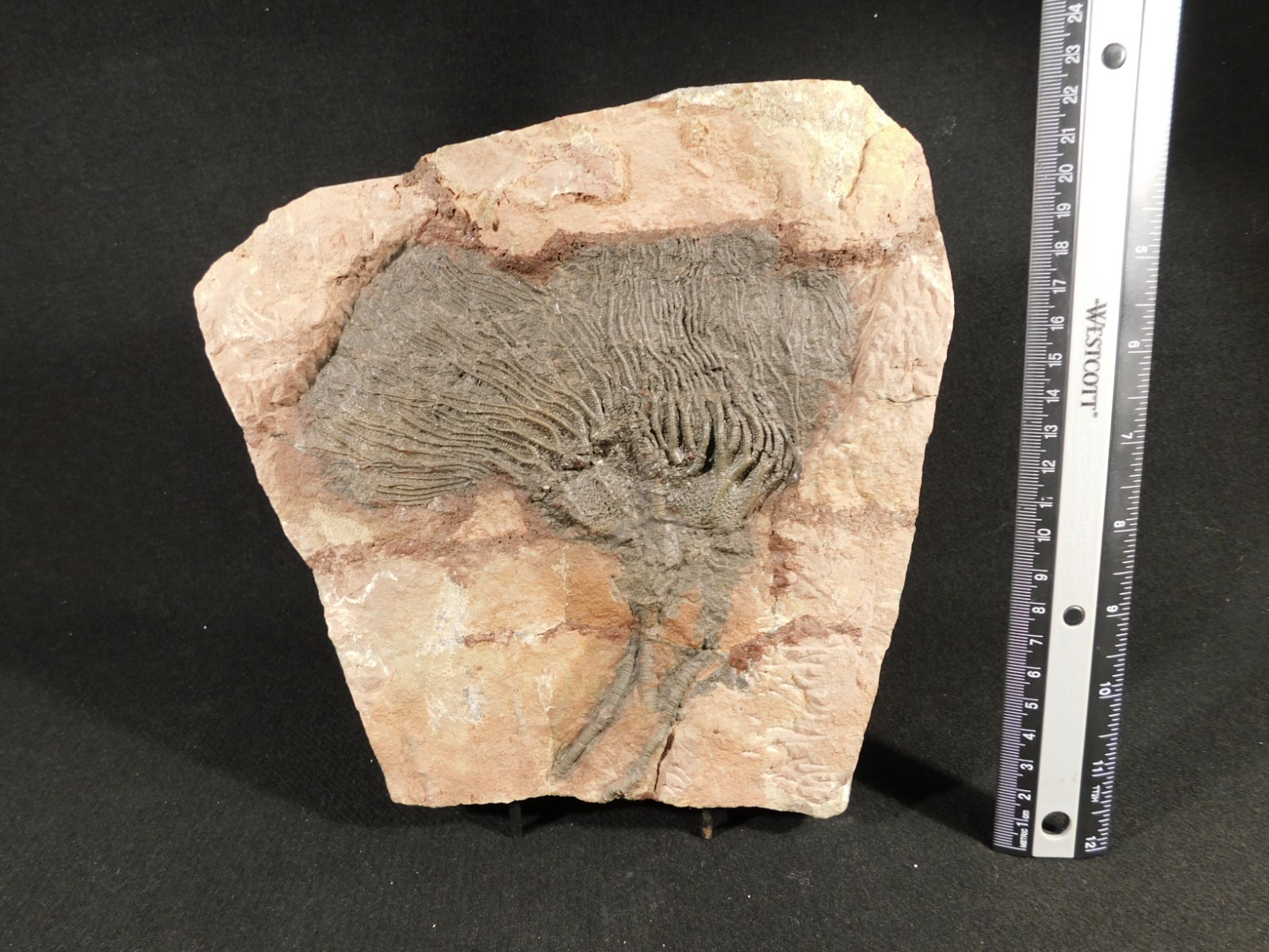 TWO BIG! 430 Million Year Old! CRINOID Fossils or Sea LILY Fossil Morocco 1565gr