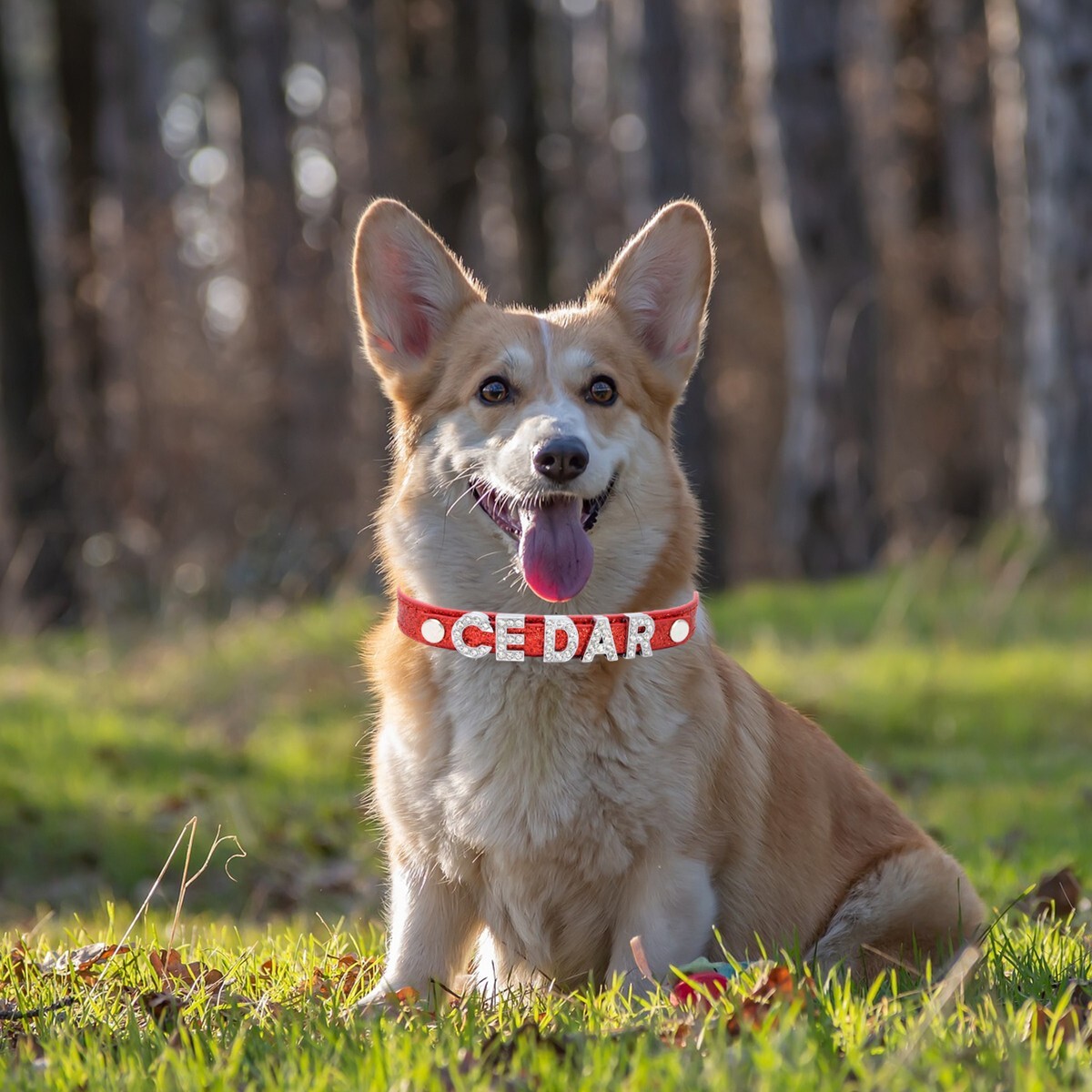 Personalized Dog Cat Collar DIY Name Letter Small Pet Puppy Bling Leather Collar