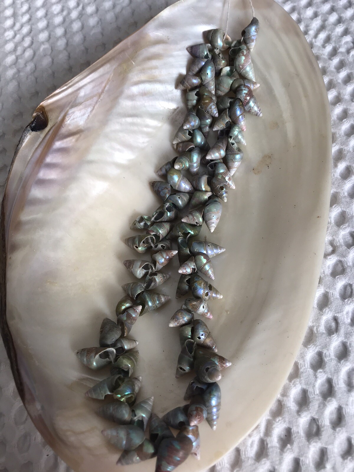 RARE OLD TRADE STRING OF MAIREENER SHELLS