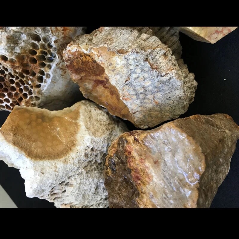 INDONESIAN PETRIFIED CORAL-Agatized (price per pound)