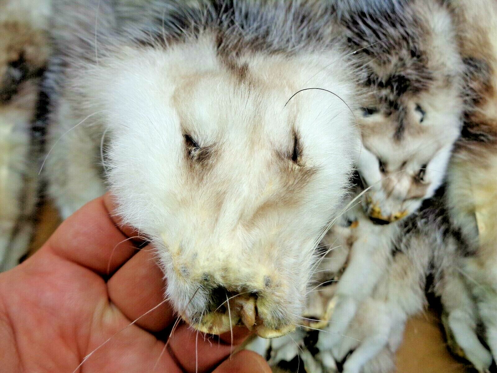 Professionally Tanned #1 XL Opossum Hide/Furs/Taxidermy/Crafts/Real USA Furs