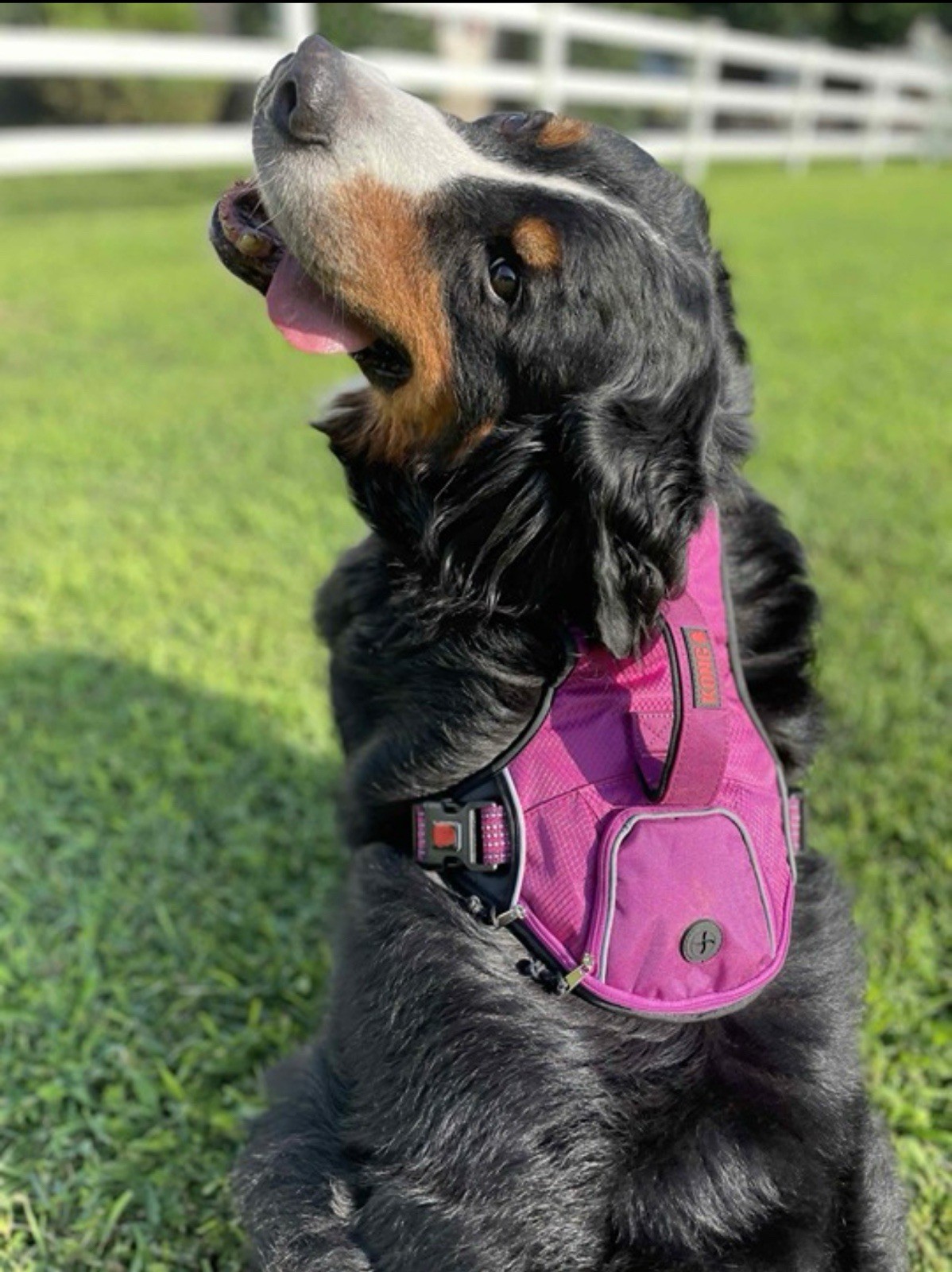 KONG Ultra Durable Waste Bag Dog Harness - Large, Pink with Dispenser