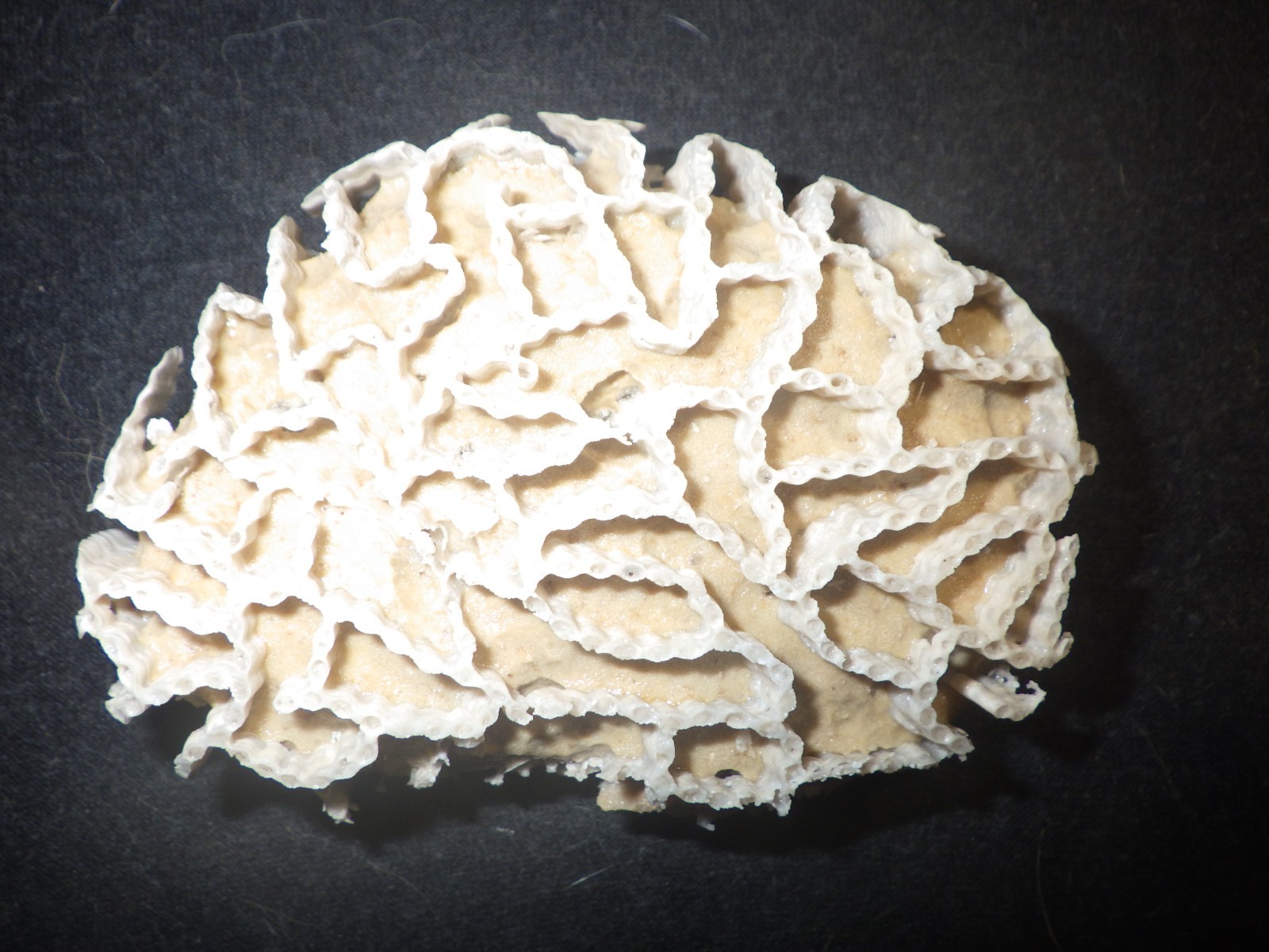Chain Coral Halysite