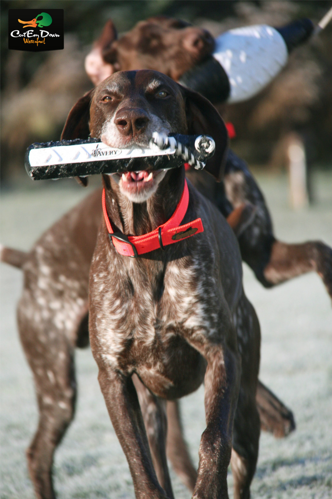 AVERY GREENHEAD GEAR GHG FLASHER HEXA BUMPER 6 PACK DOG TRAINING THROWING DUMMY