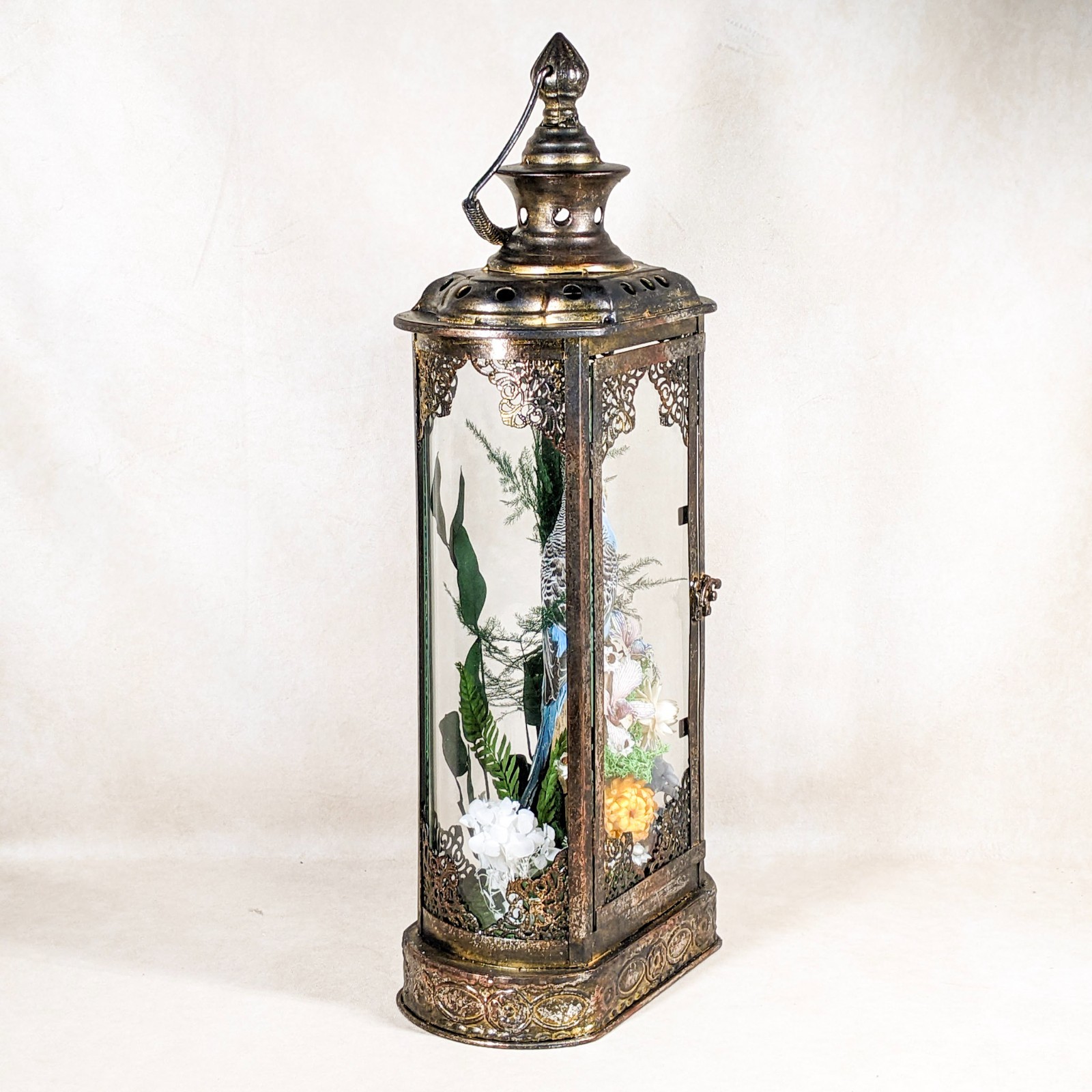 Parakeet Taxidermy Oddities Curiosities Antique Style Display Collectible