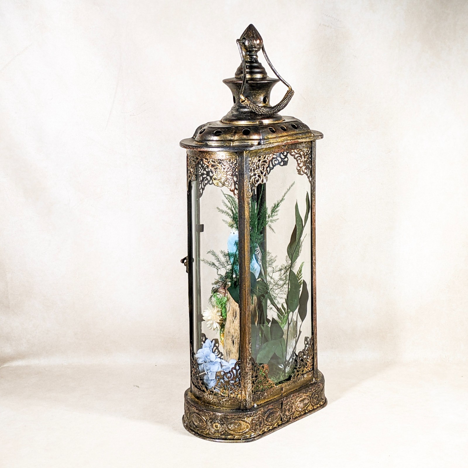 Parakeet Taxidermy Oddities Curiosities Antique Style Display Collectible