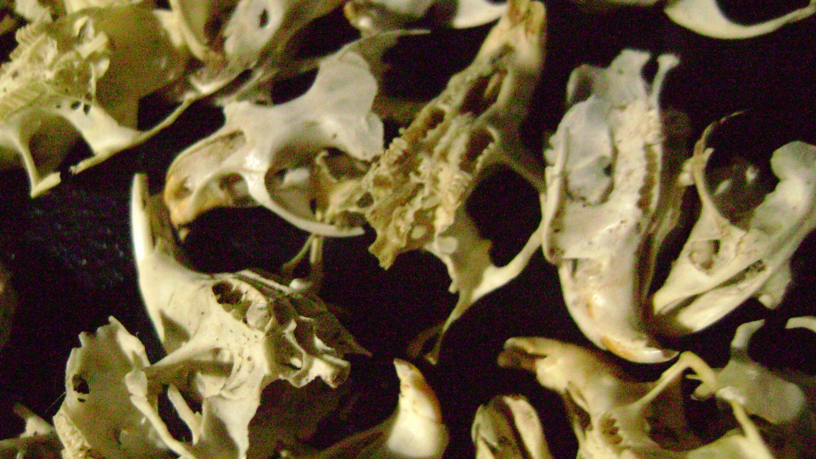 30 BROKEN RAT SKULLS real animal bones head skeleton taxidermy art crafts lot