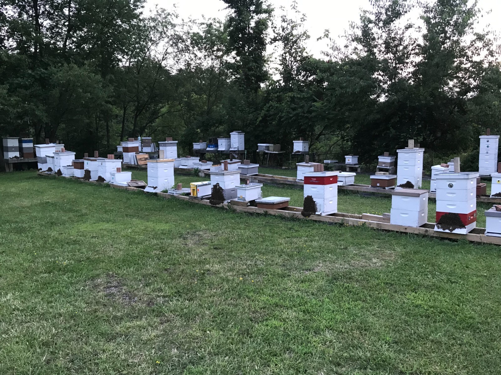 5 pack honeybee scent beehive hive bait beekeeper USA. Swarm Pro Snap Caps