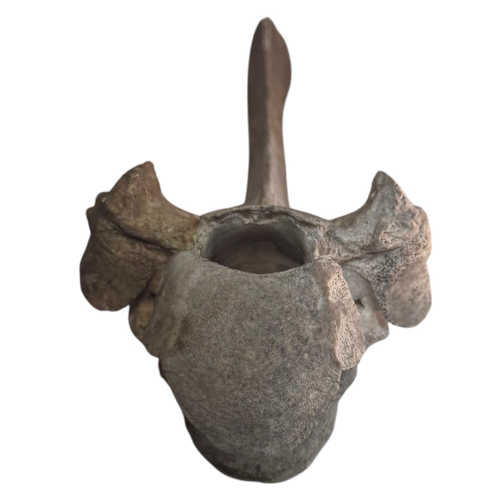 Bison Thoracic Vertebra Natural Bone Paperweight Western Decoration No Fossil