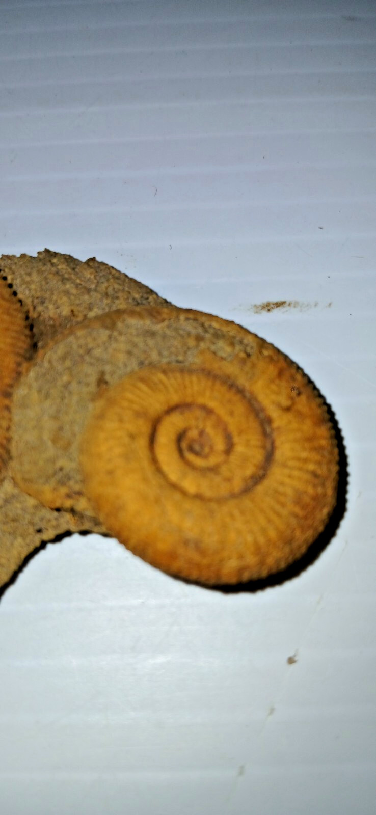 Nice Ammonite Fossil Cluster