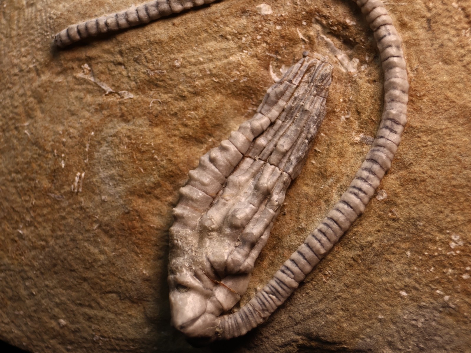 Wound Up Fossil Crinoid, Crawfordsville, IN