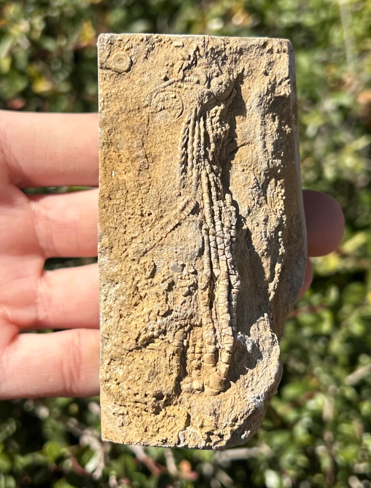 Alabama Fossil Crinoid in Matrix Aphelecrinus bayensis Bangor Limestone Fm