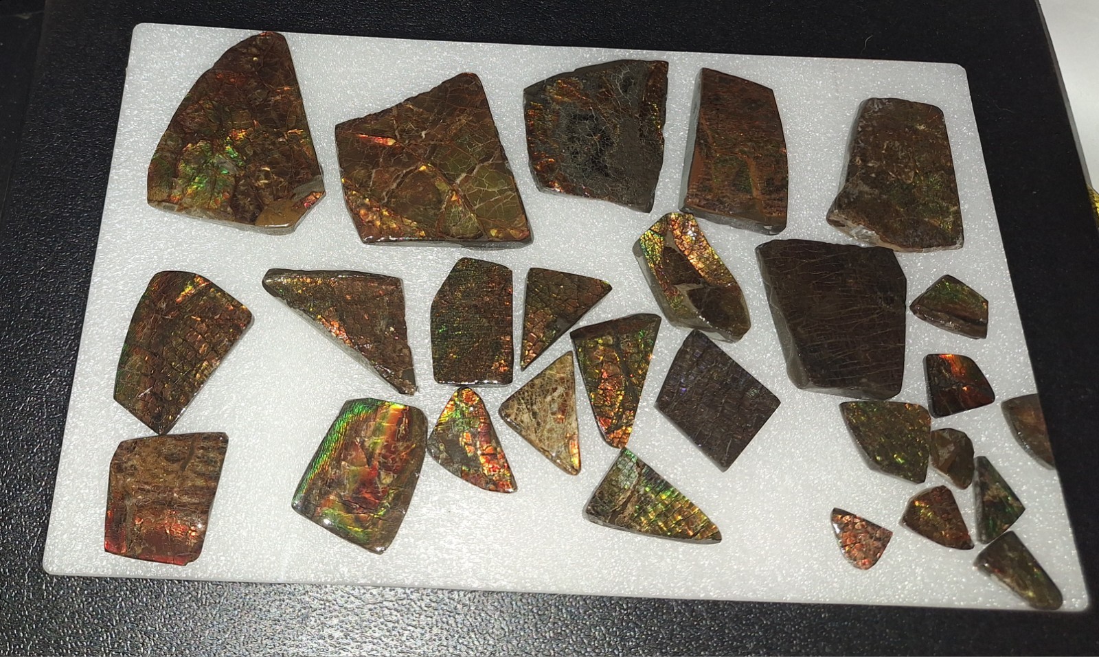 Ammolite Gem Fossil Ammonite Fragments Fr. Bear Paw Sea Formation Alberta Canada