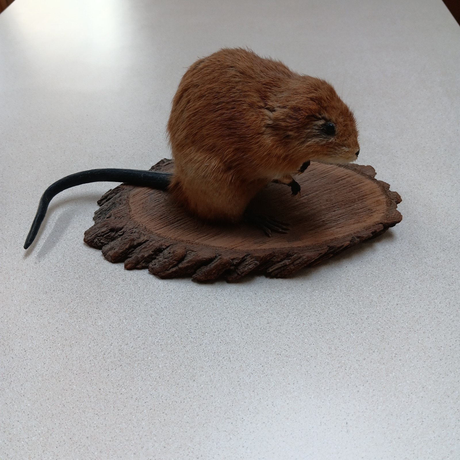 Vintage American Muskrat Mount Taxidermy Log Cabin Hunting Lodge Decor