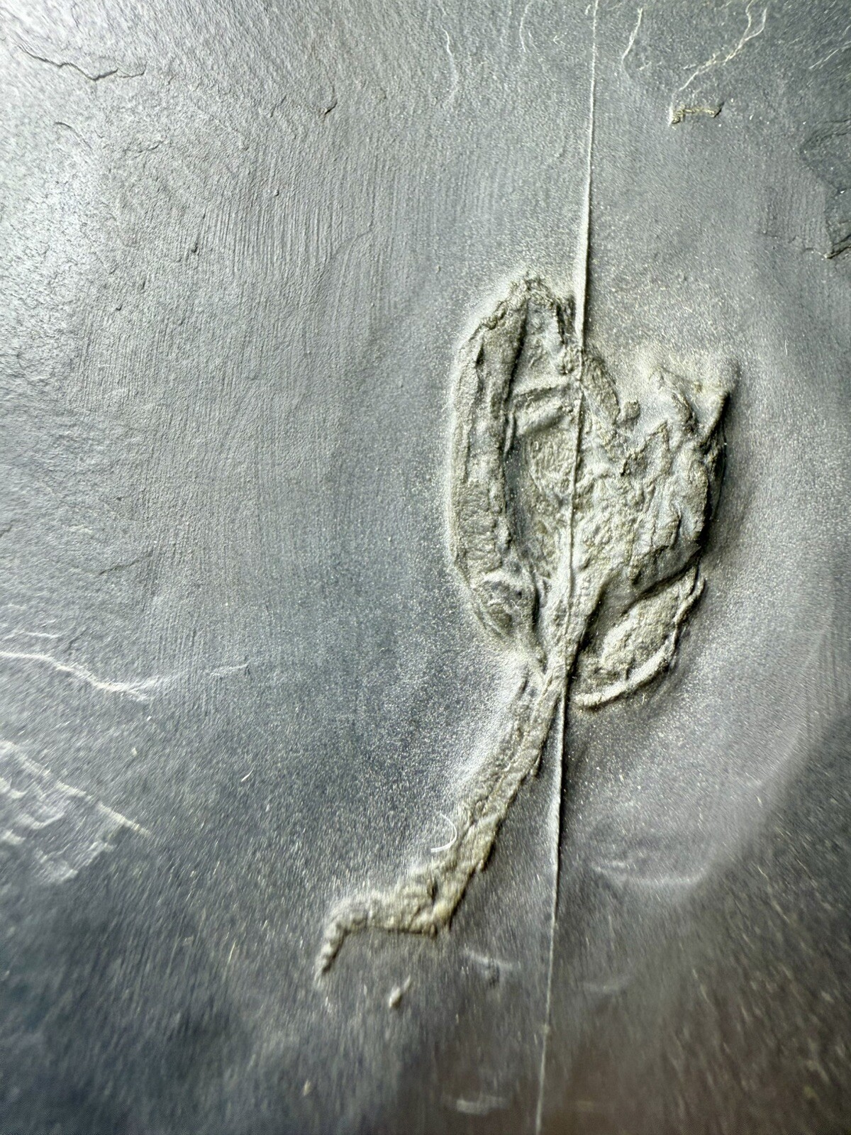 Undetermined Brittle Star Fossil ~Bundenbach Germany~ Devonian Period