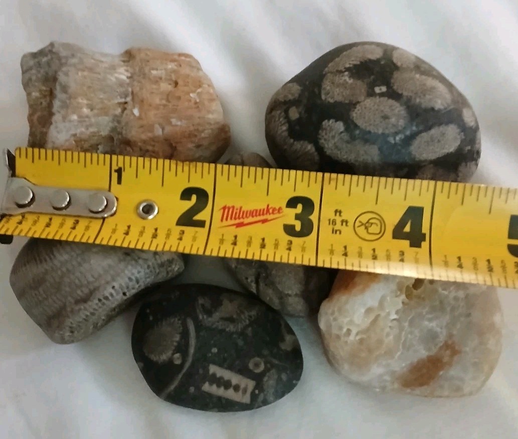 6 pc Lake Michigan Fossils Lot • 1 lb Unpolished Natural Beach Finds