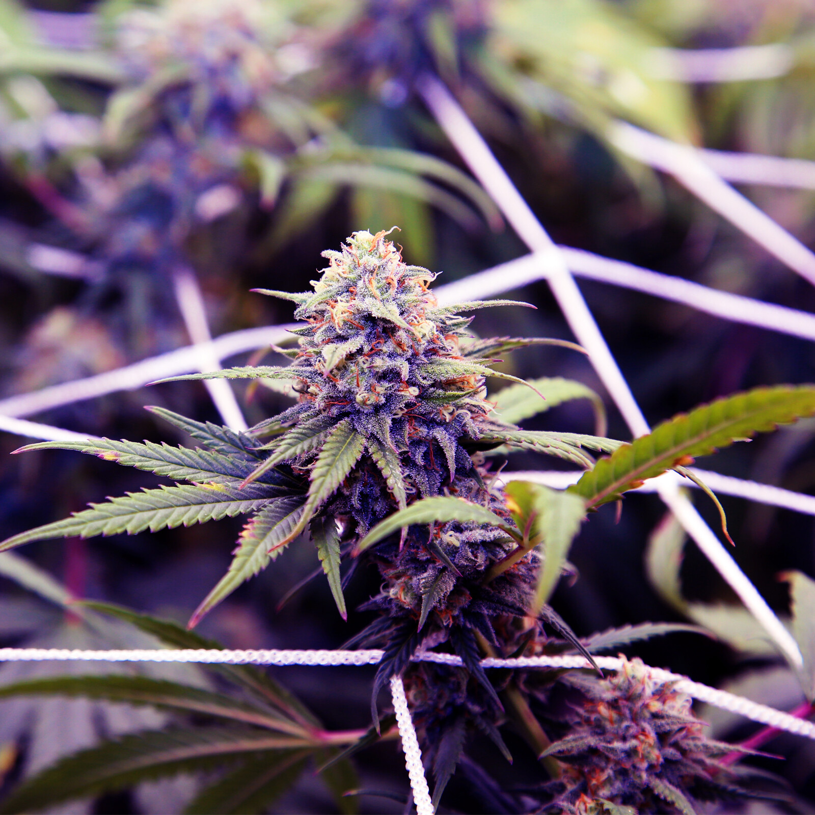 Polyester Plant Trellis Netting 5x15' Flexible Heavy-Duty Grow Net for Gardening