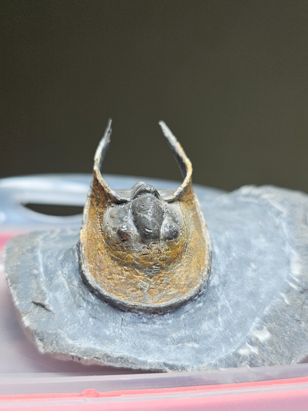 FOSSIL TRILOBITE Harpes (Scotoharpes) FROM DEVONIAN MOROCCO