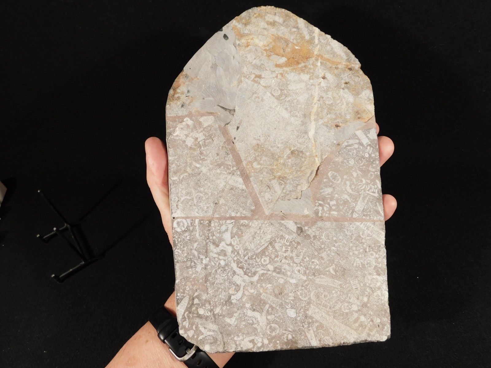 wOw! BIG! 430 Million Year Old! CRINOID Fossil or Sea LILY Fossil Morocco 1144gr