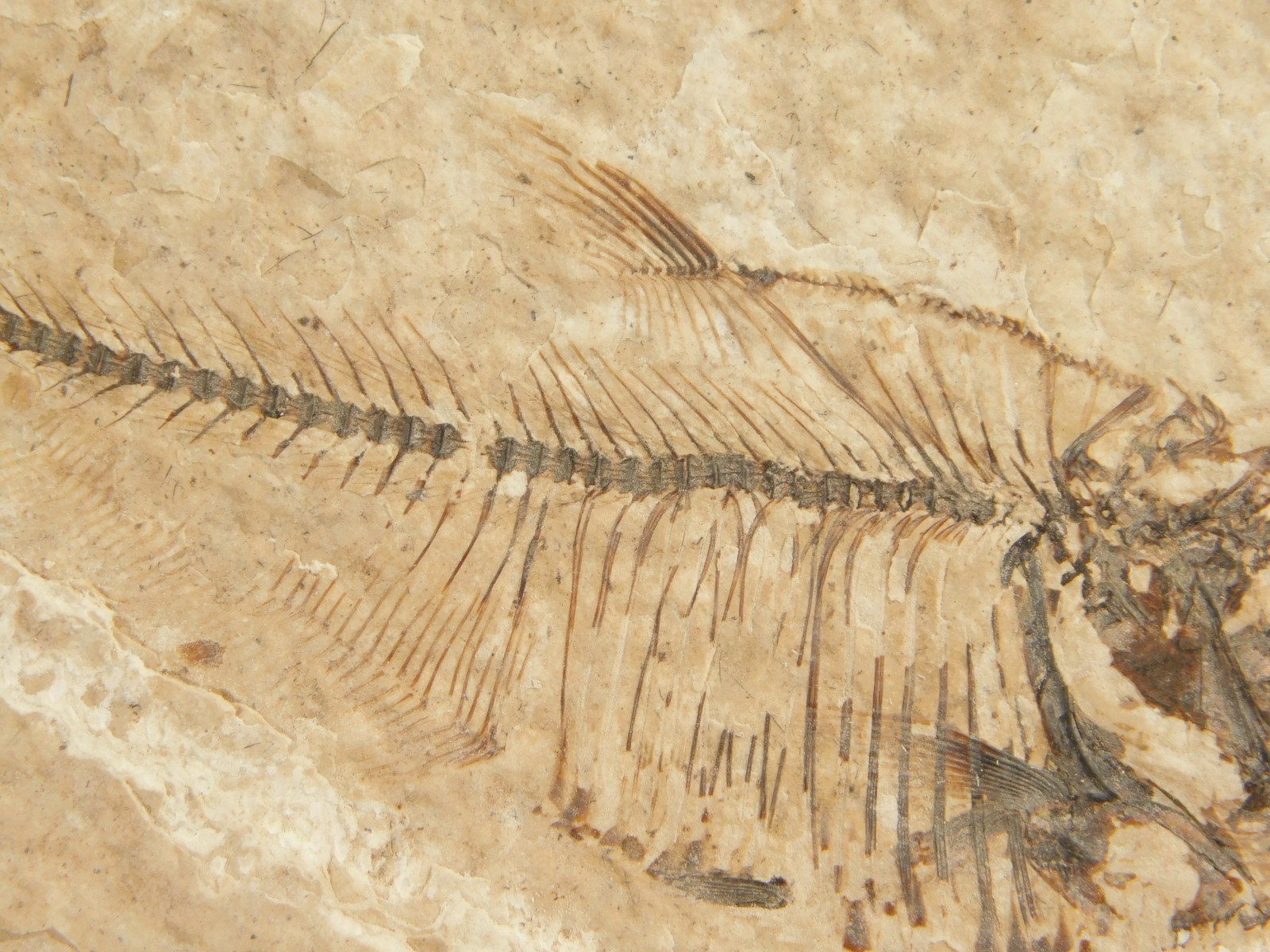 X-RAY Bones! 50 Million Year Old Diplomystus FISH FOSSIL Wyoming 152gr