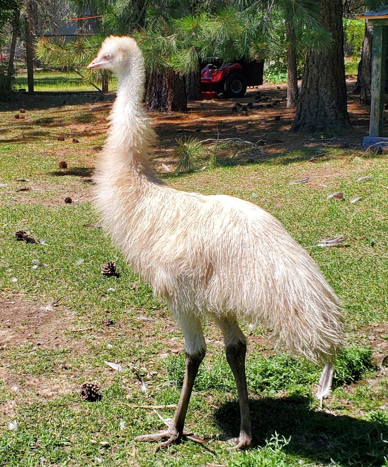 1 EMU Hatching Eggs - Blonde/White/Normal Breeding MOB!