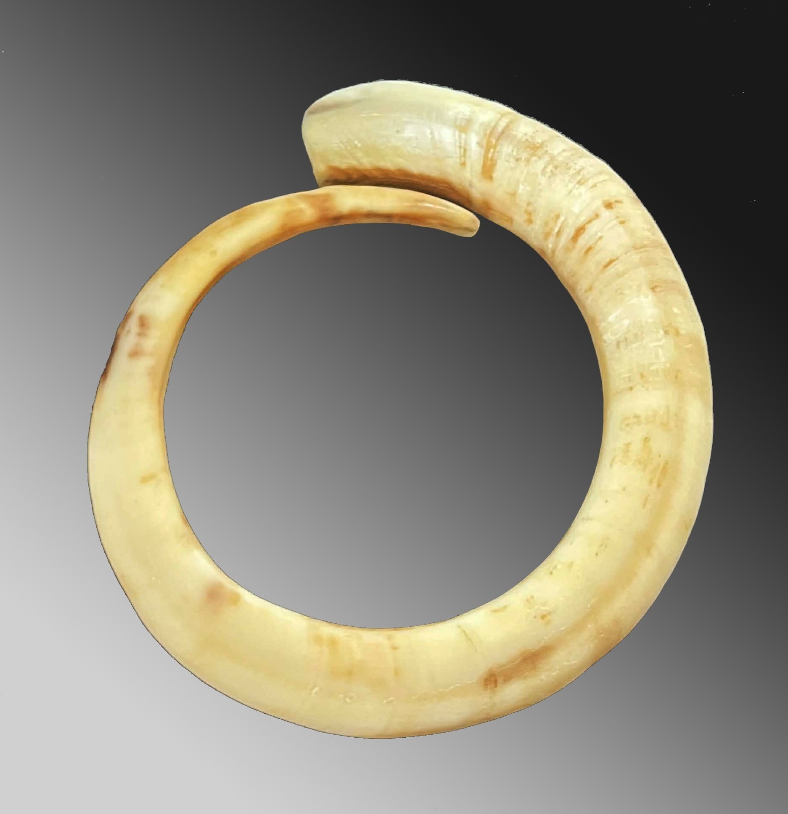 Pig tusk bracelet Currency exchange Vanuatu