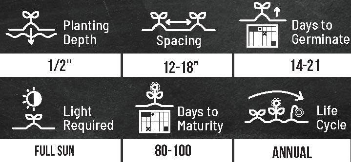 Giant Sunflower Seeds for Planting - Heirloom & Non-GMO - High Germination Seeds