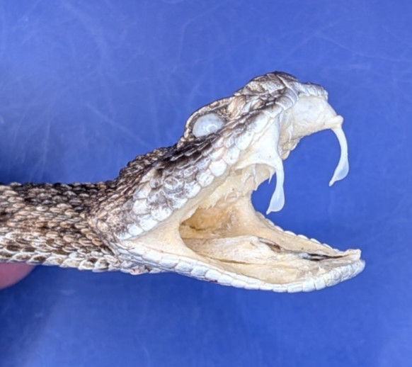 Western Rattlesnake Head with Open Mouth and Fangs Collectible Display Taxidermy