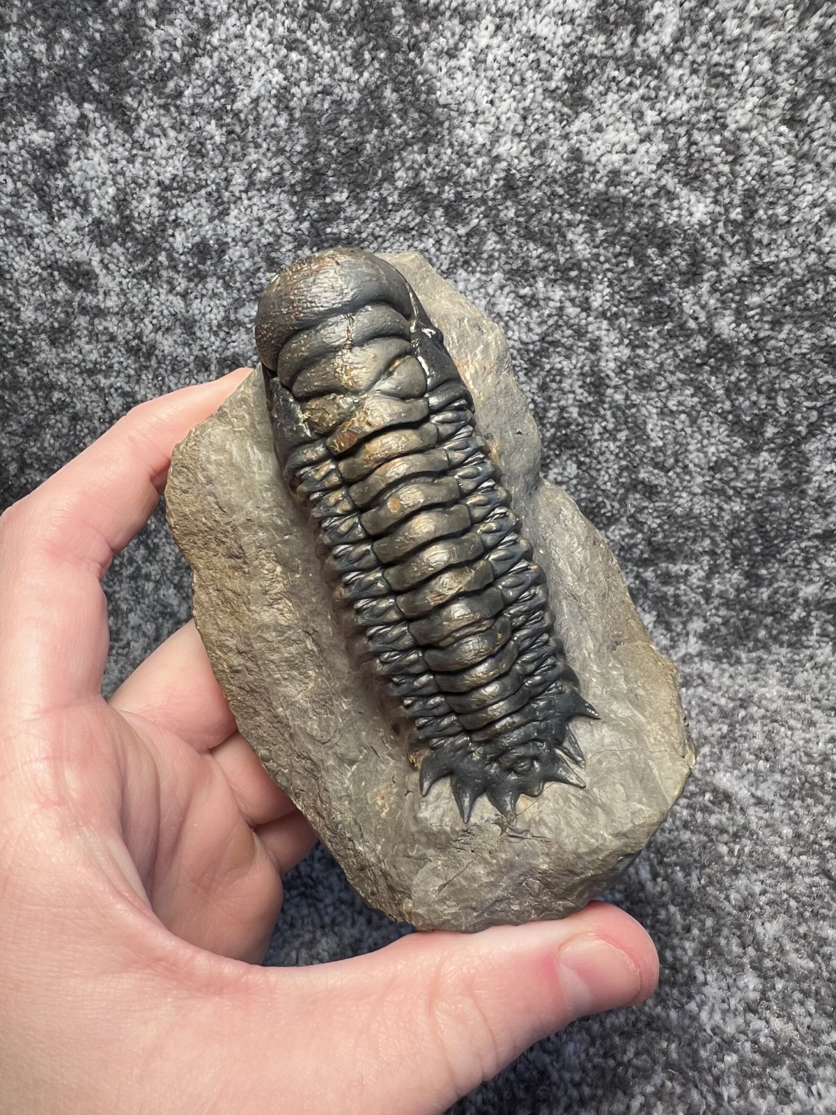 Crotalocephalina (Crotalocephalus) gibbus Trilobite Fossil – Nicely detailed