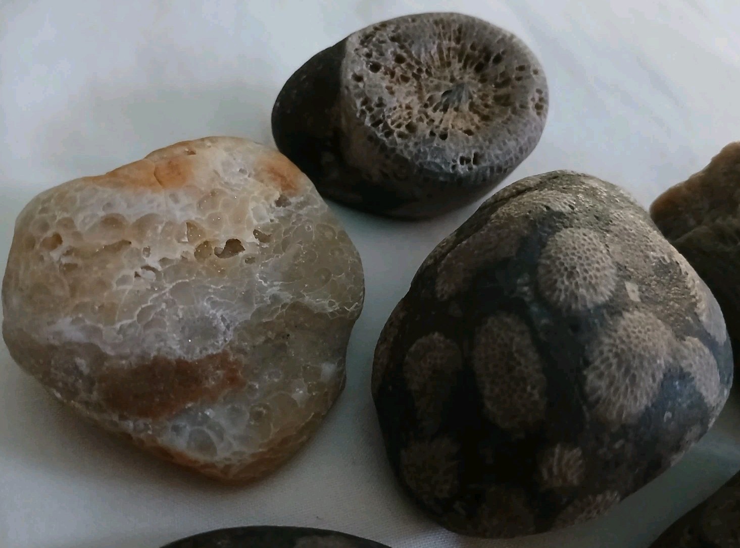 6 pc Lake Michigan Fossils Lot • 1 lb Unpolished Natural Beach Finds
