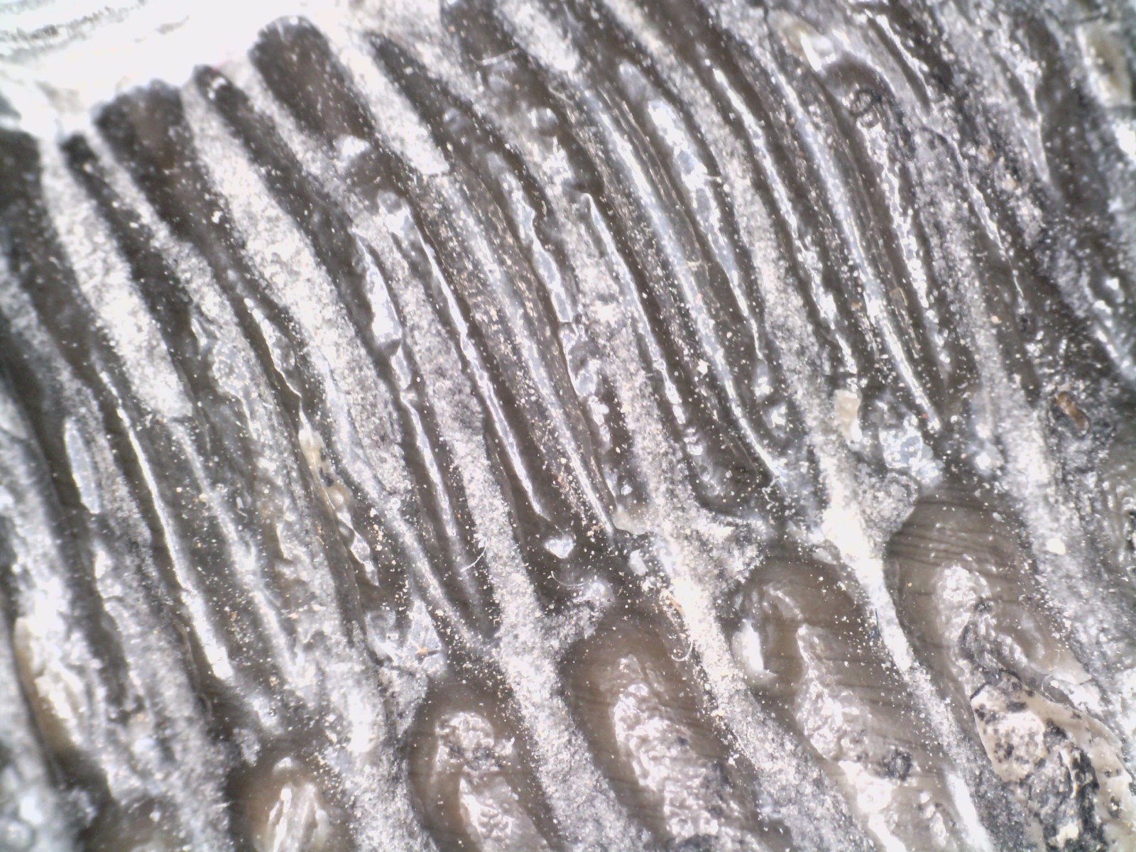 Moroccan Pre Dinosaur Fossil TRILOBITE HOLLARDOPS 1.75 INCHES!!