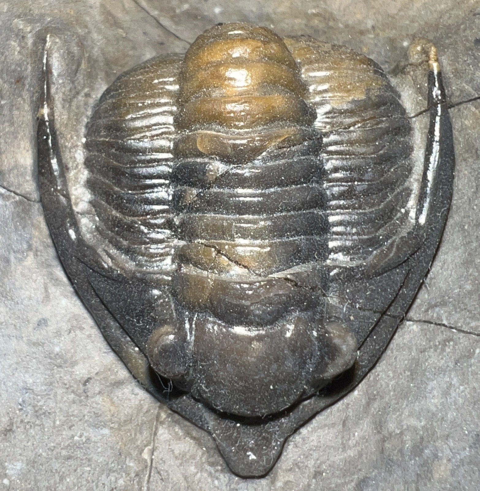 GEM Rare Pre Dinosaur Fossil TRILOBITE DIADEMAPROETUS ANTATLASIUS 1.5 INCHES!
